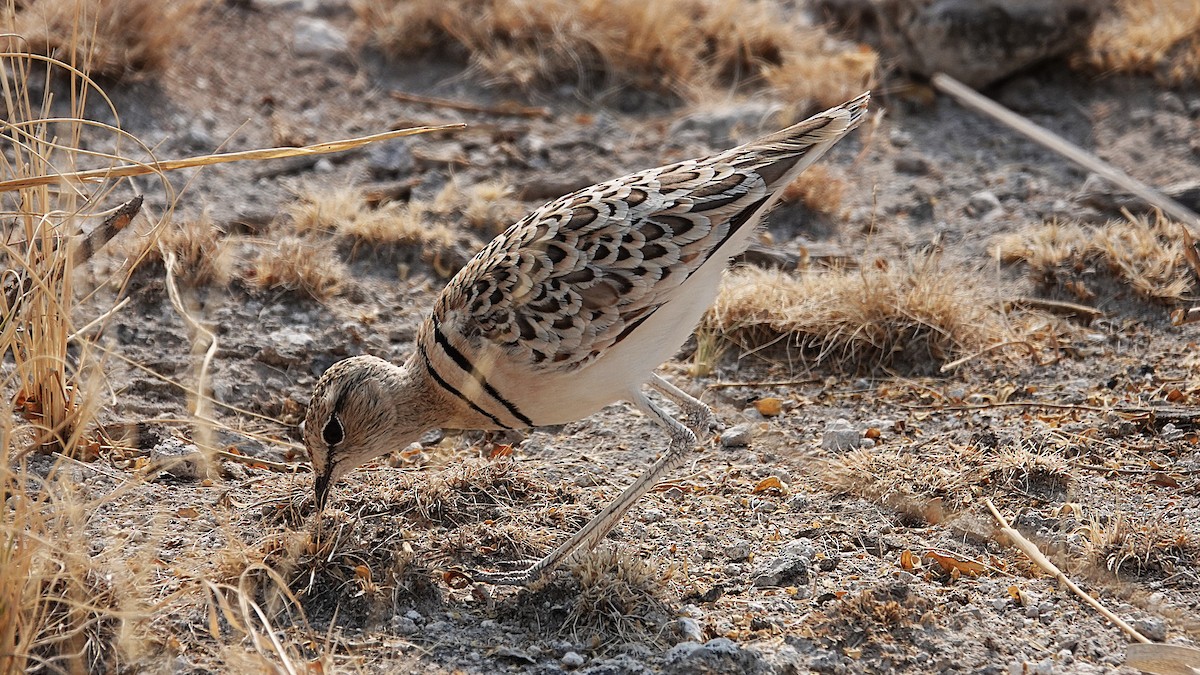 běhulík dvoupruhý - ML647449132