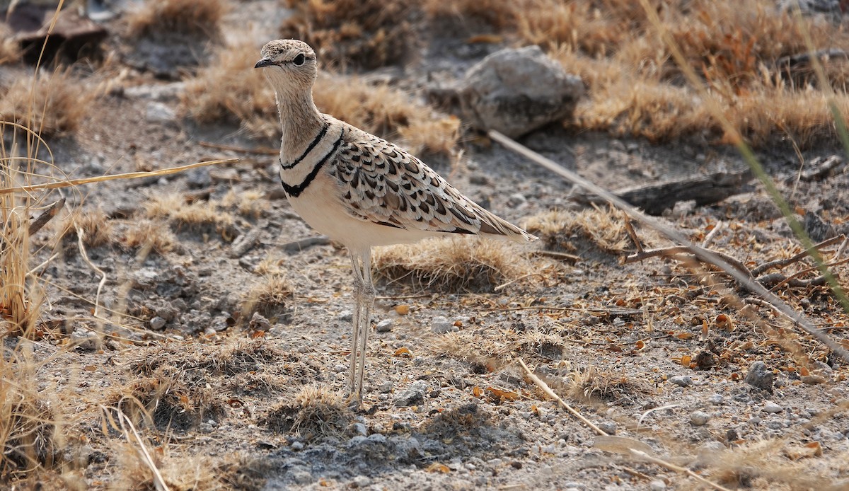 běhulík dvoupruhý - ML647449133