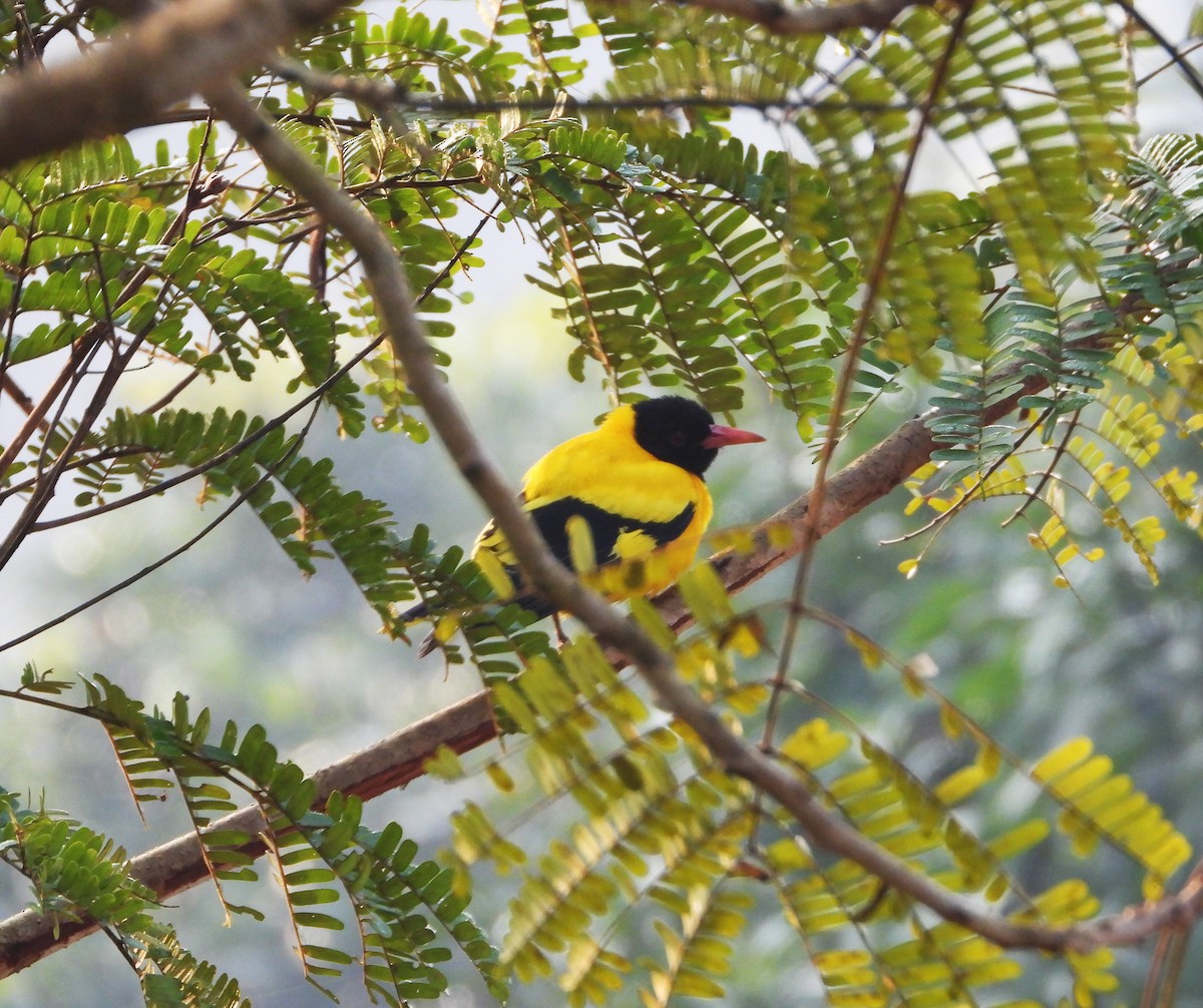 žluva černokápá - ML647449135