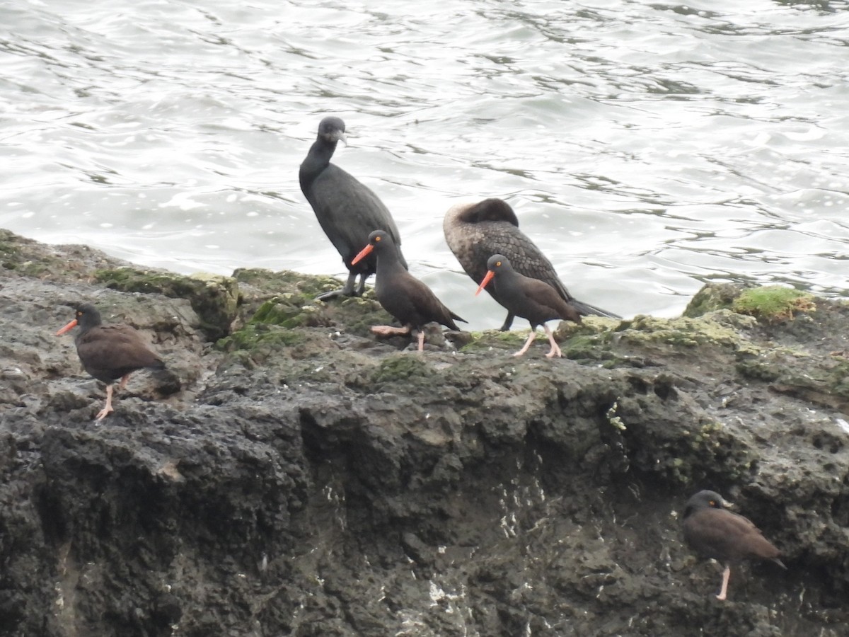 ústřičník západní - ML647449138