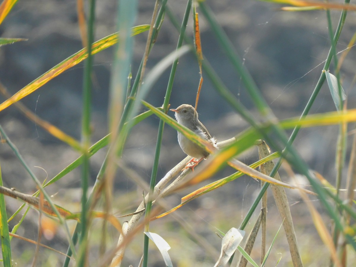 prinie jihoasijská - ML647449139