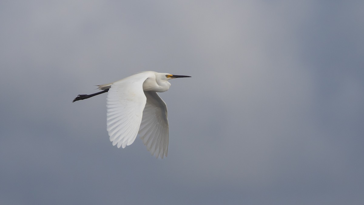 volavka stříbřitá - ML647449140