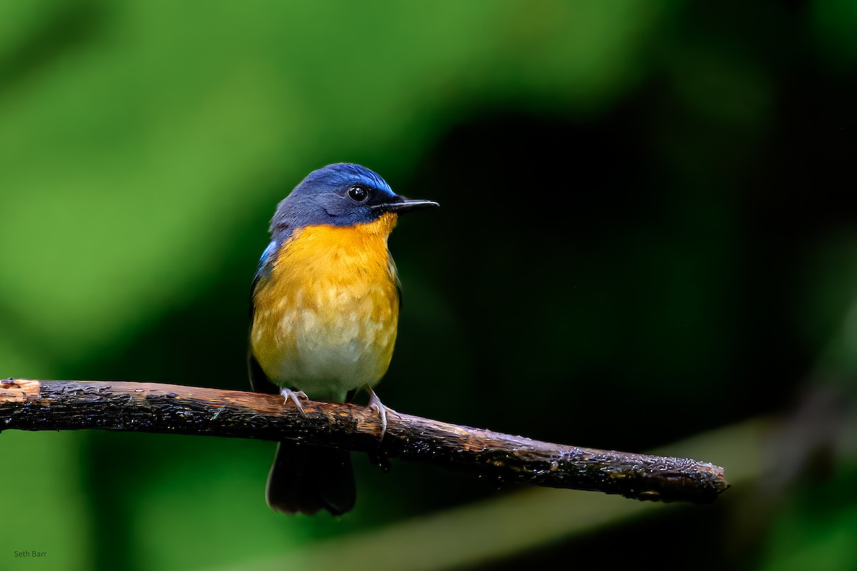 Hill Blue Flycatcher - ML647449141