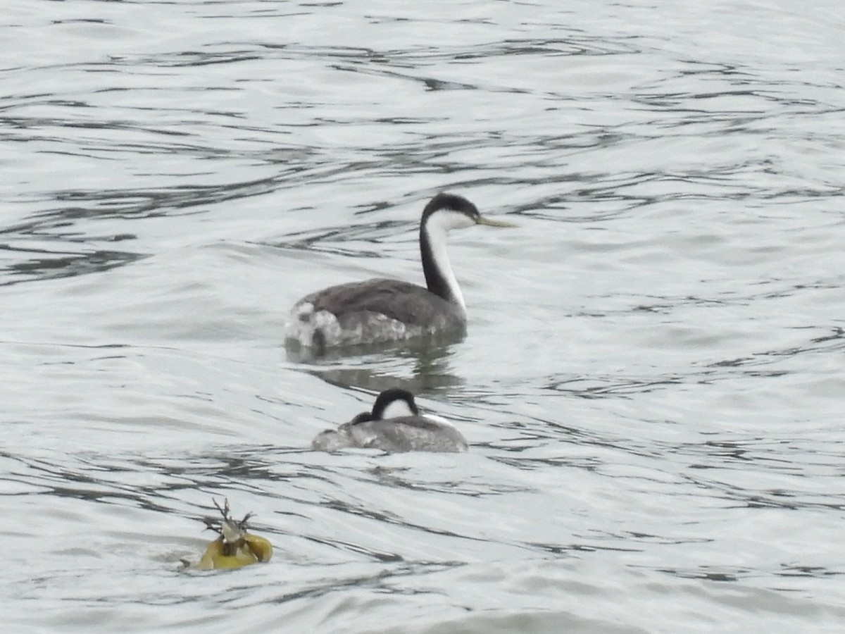 potápka západní - ML647449142