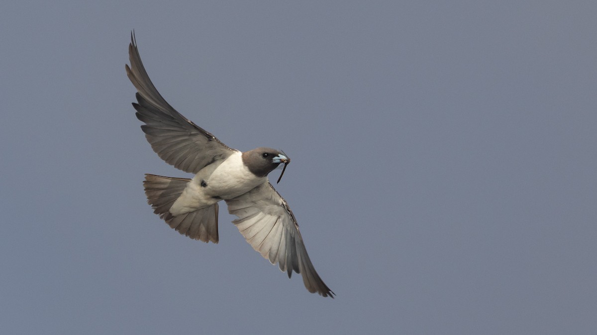 lasolet bělobřichý - ML647449143