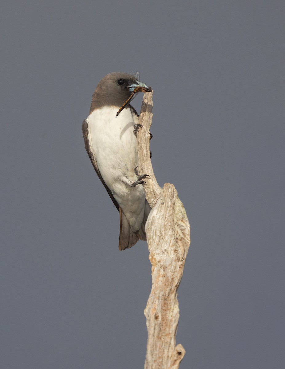 lasolet bělobřichý - ML647449144