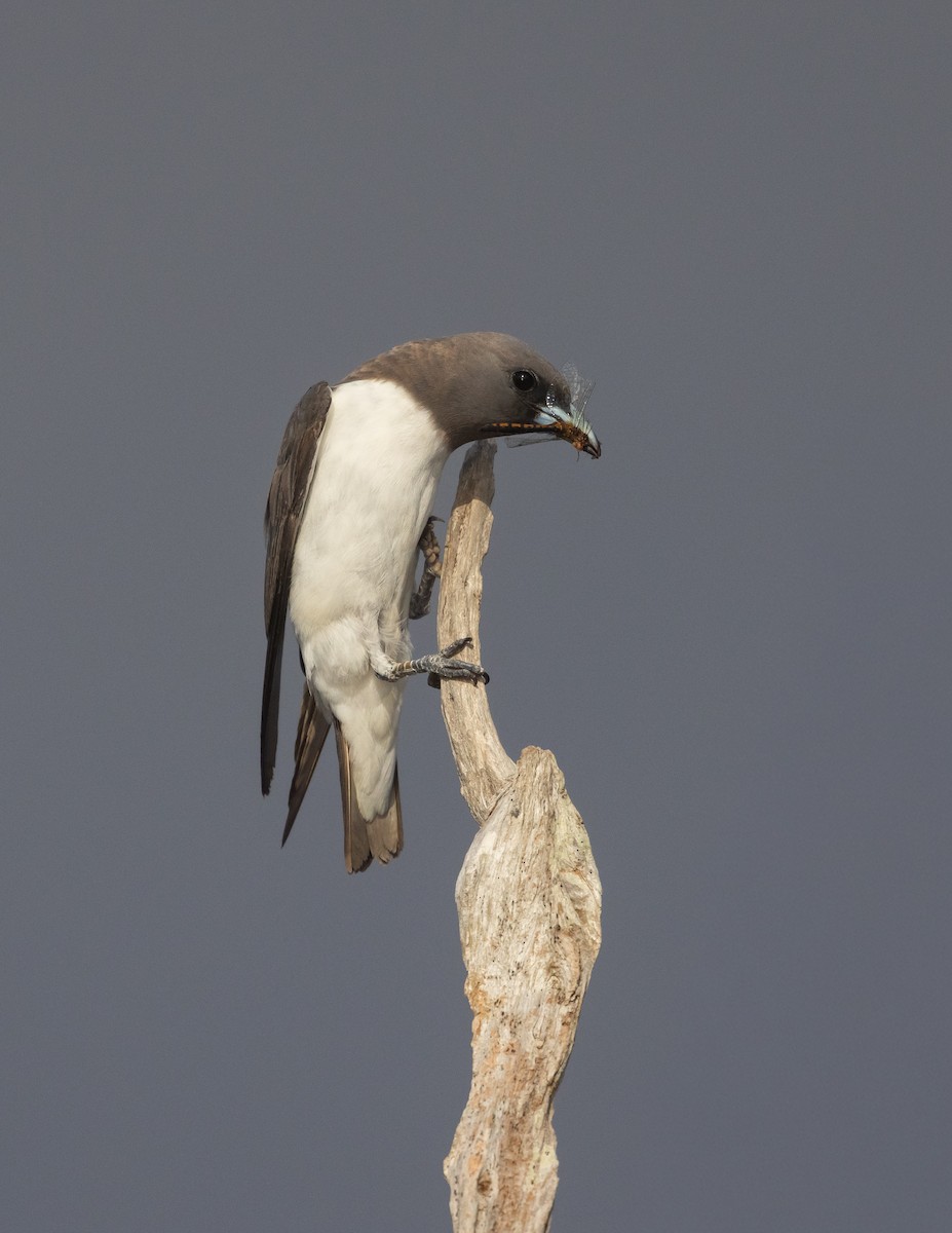 lasolet bělobřichý - ML647449145