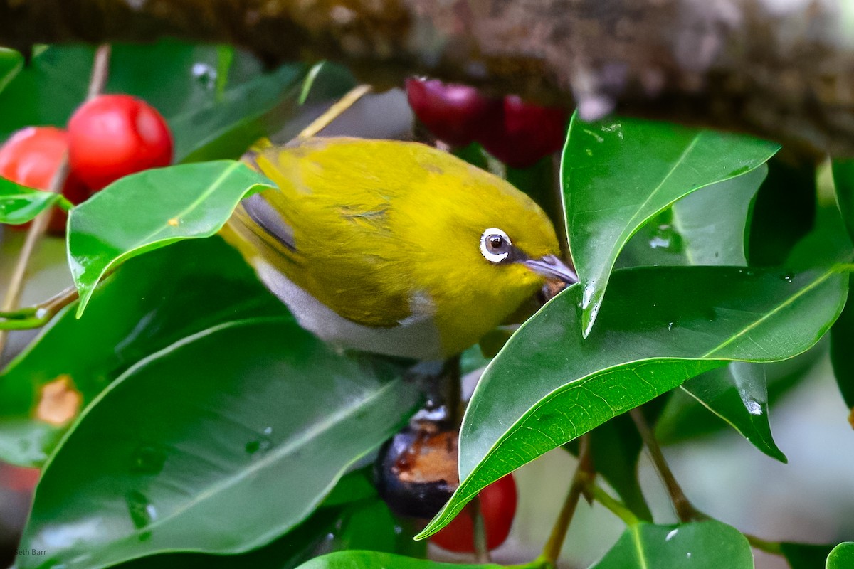 kruhoočko indomalajské - ML647449148