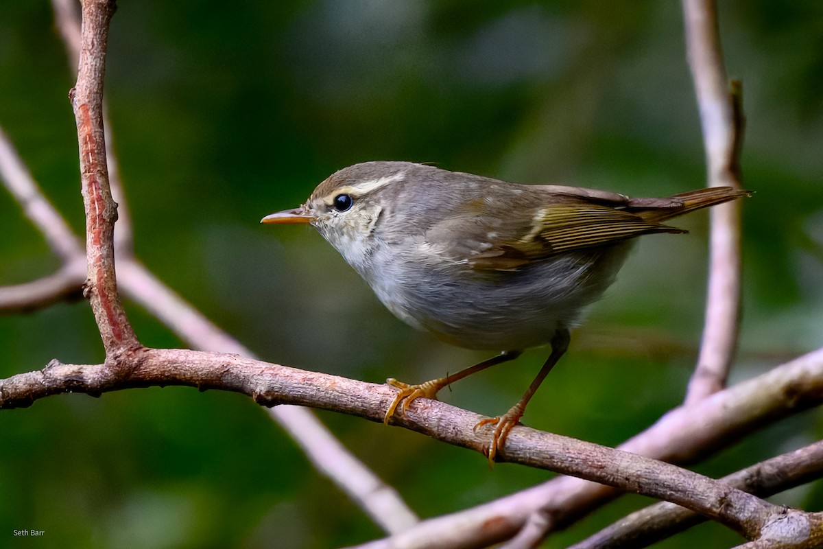 budníček dvoupruhý - ML647449154