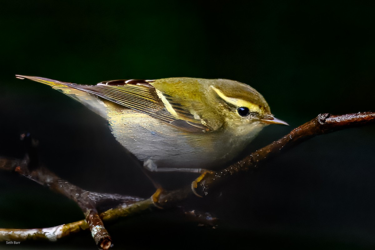 budníček pruhohlavý - ML647449157