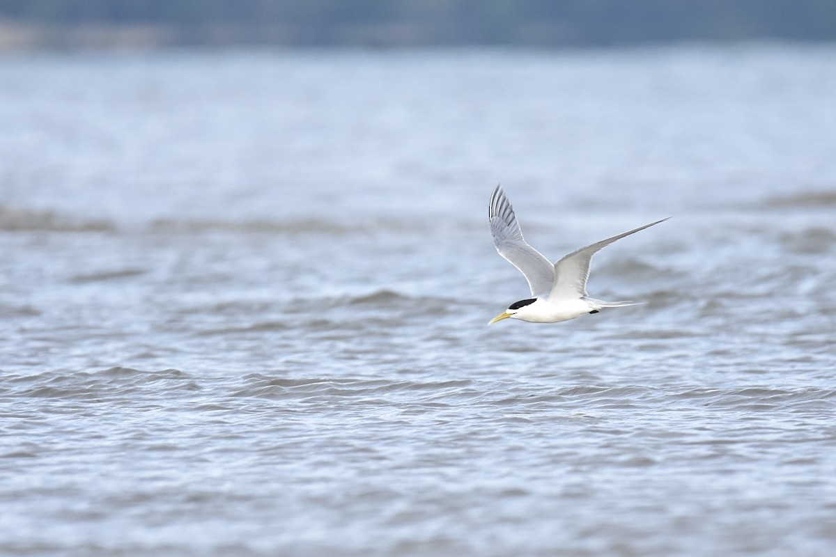Great Crested Tern - ML647449158