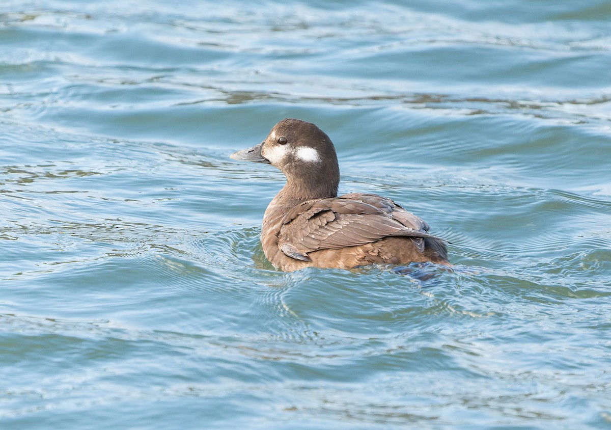 Harlequin Duck - ML647449159