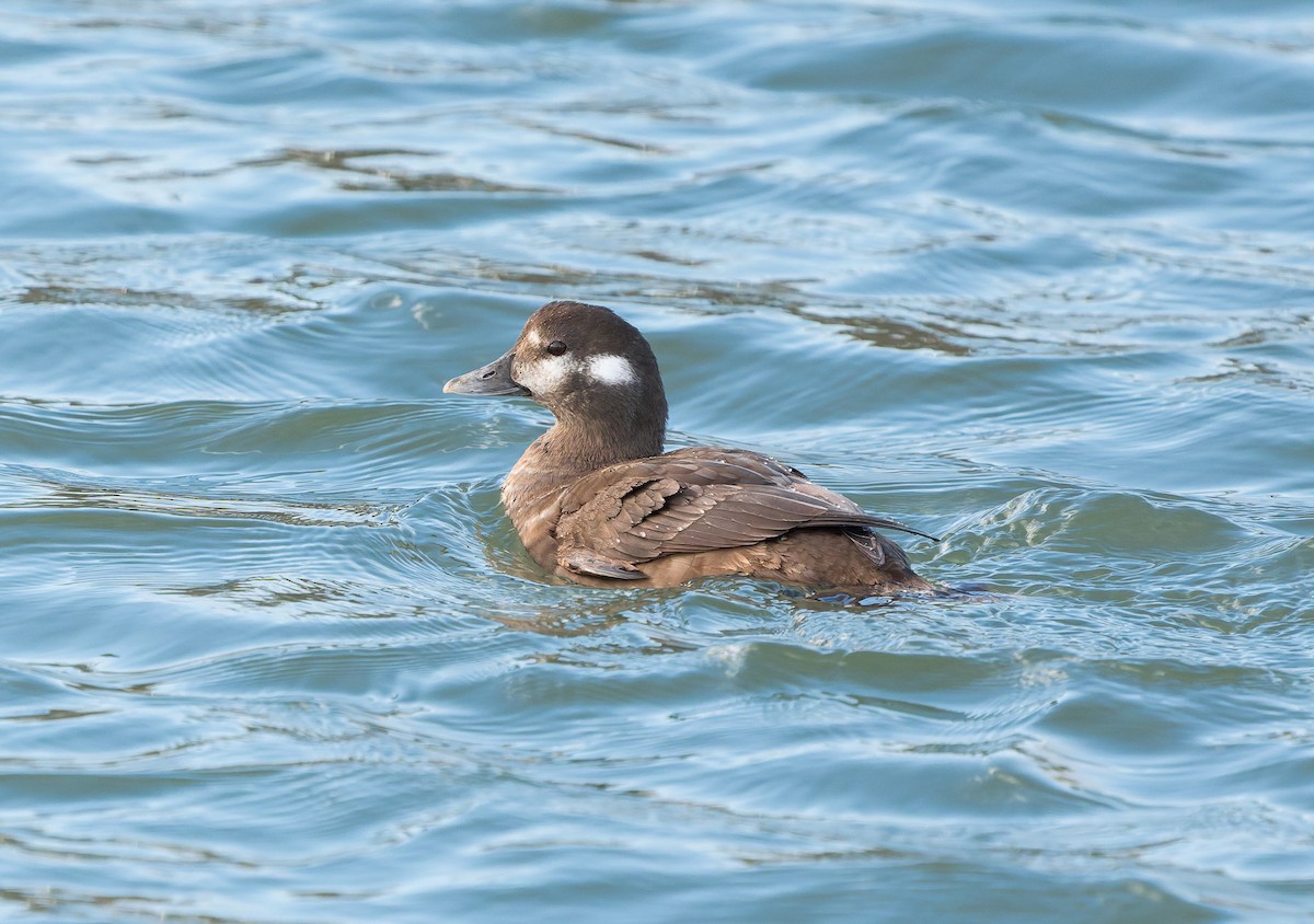 Harlequin Duck - ML647449164