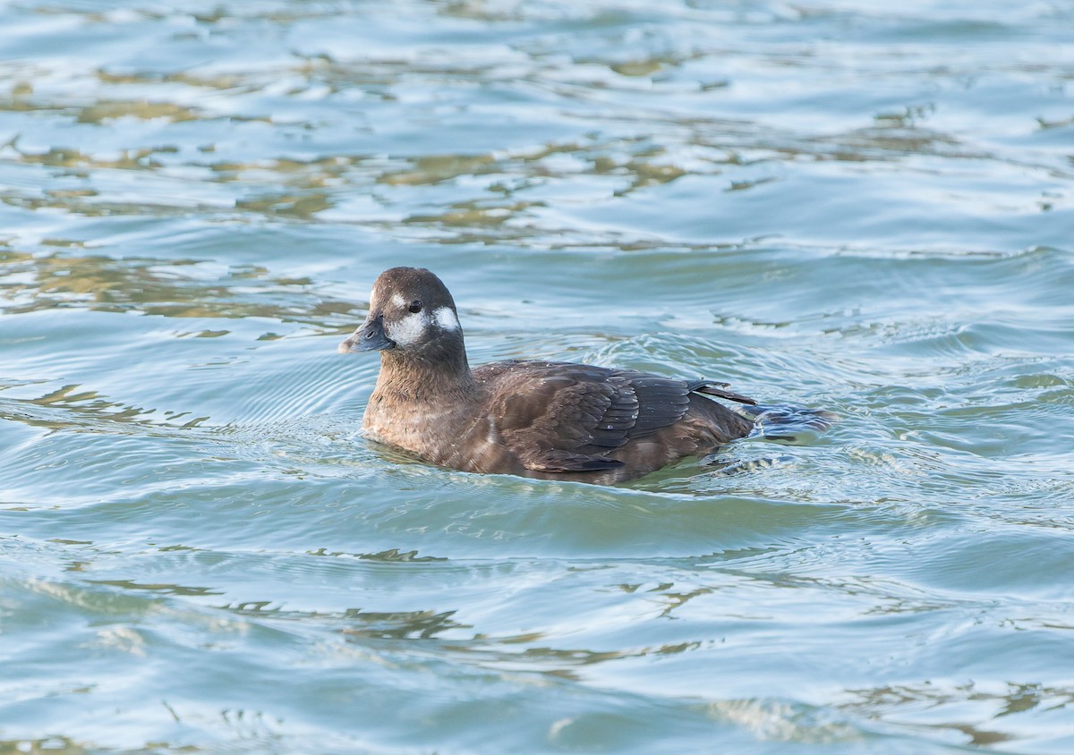 Harlequin Duck - ML647449165