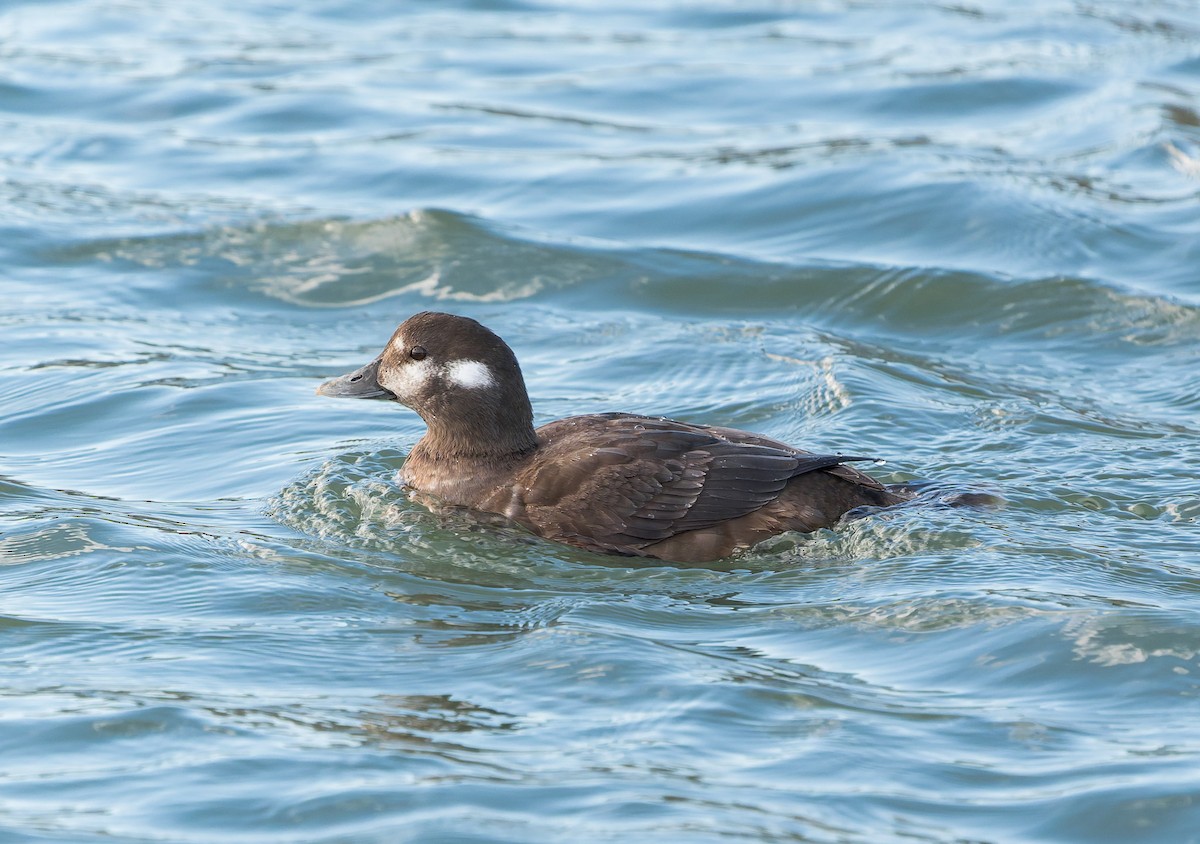 Harlequin Duck - ML647449166