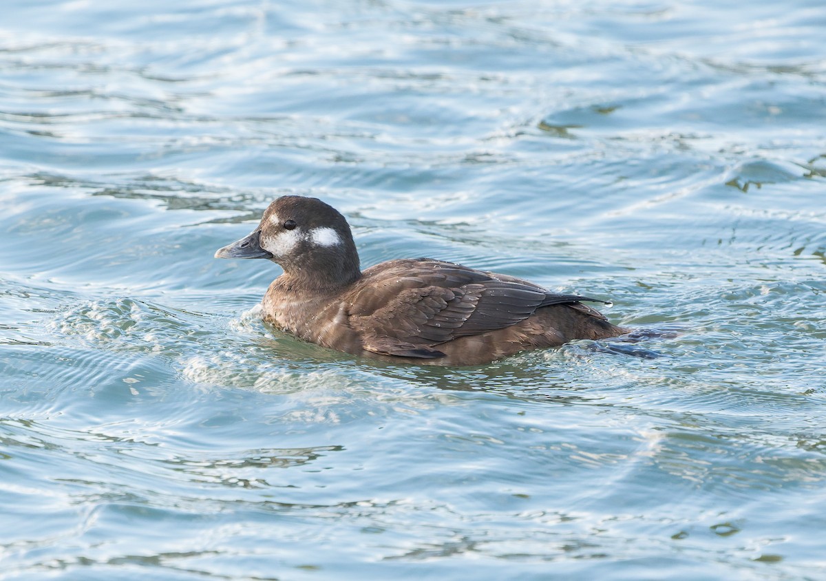 Harlequin Duck - ML647449167