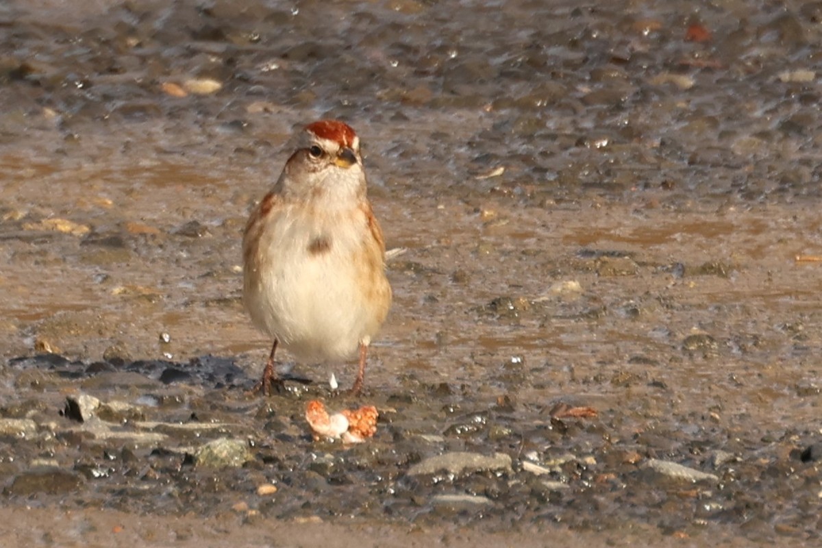 American Tree Sparrow - ML647449176