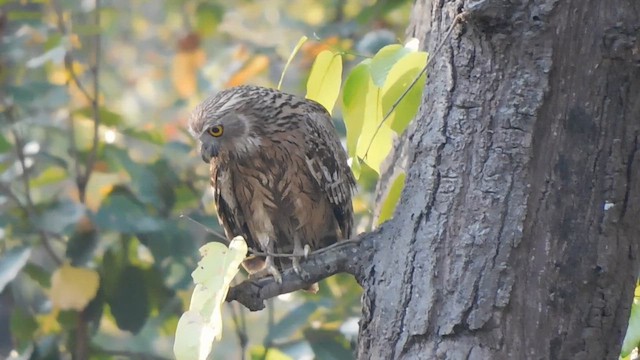 Búho Pescador de Sri Lanka - ML647449184