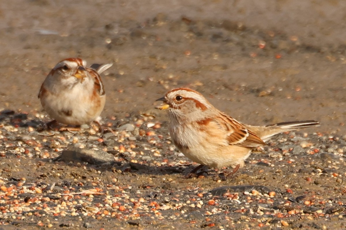 American Tree Sparrow - ML647449186