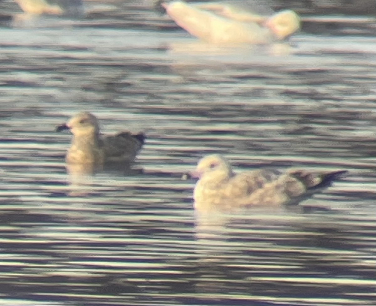 Amerika Gümüş/Grönland Martısı - ML647449209