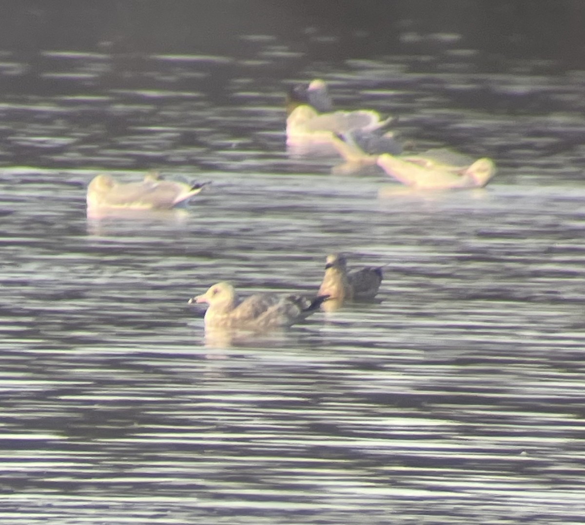 Amerika Gümüş/Grönland Martısı - ML647449210