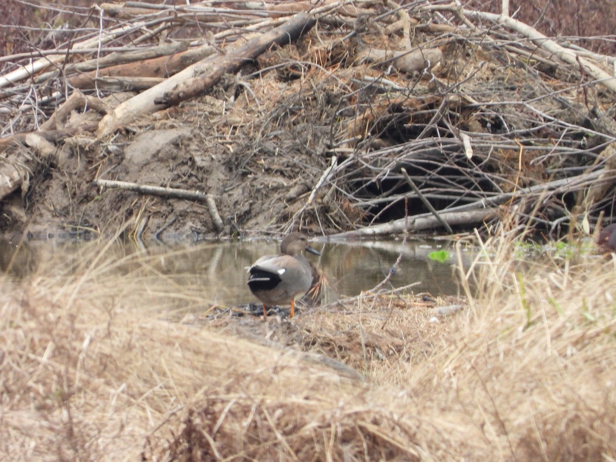 Ipar-ahatea - ML647449224