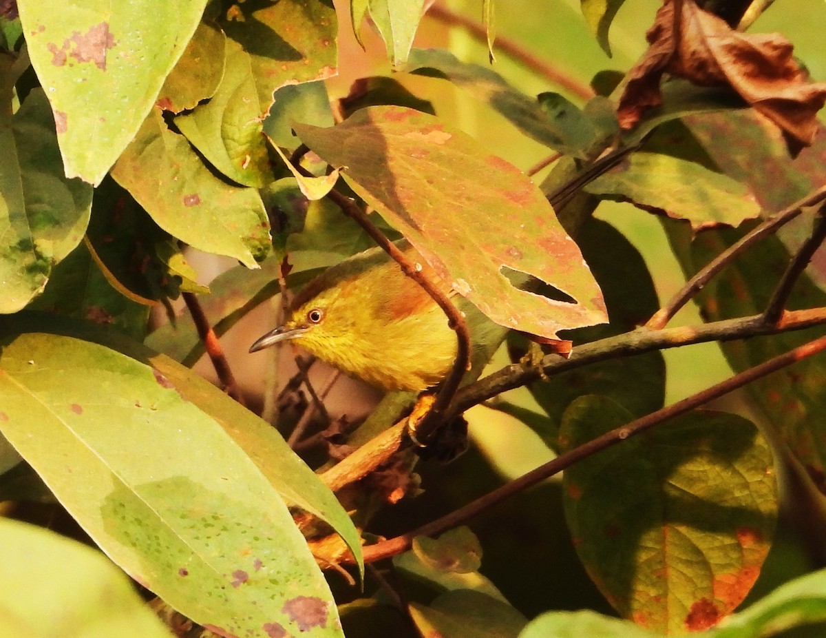 Pin-striped Tit-Babbler - ML647449237