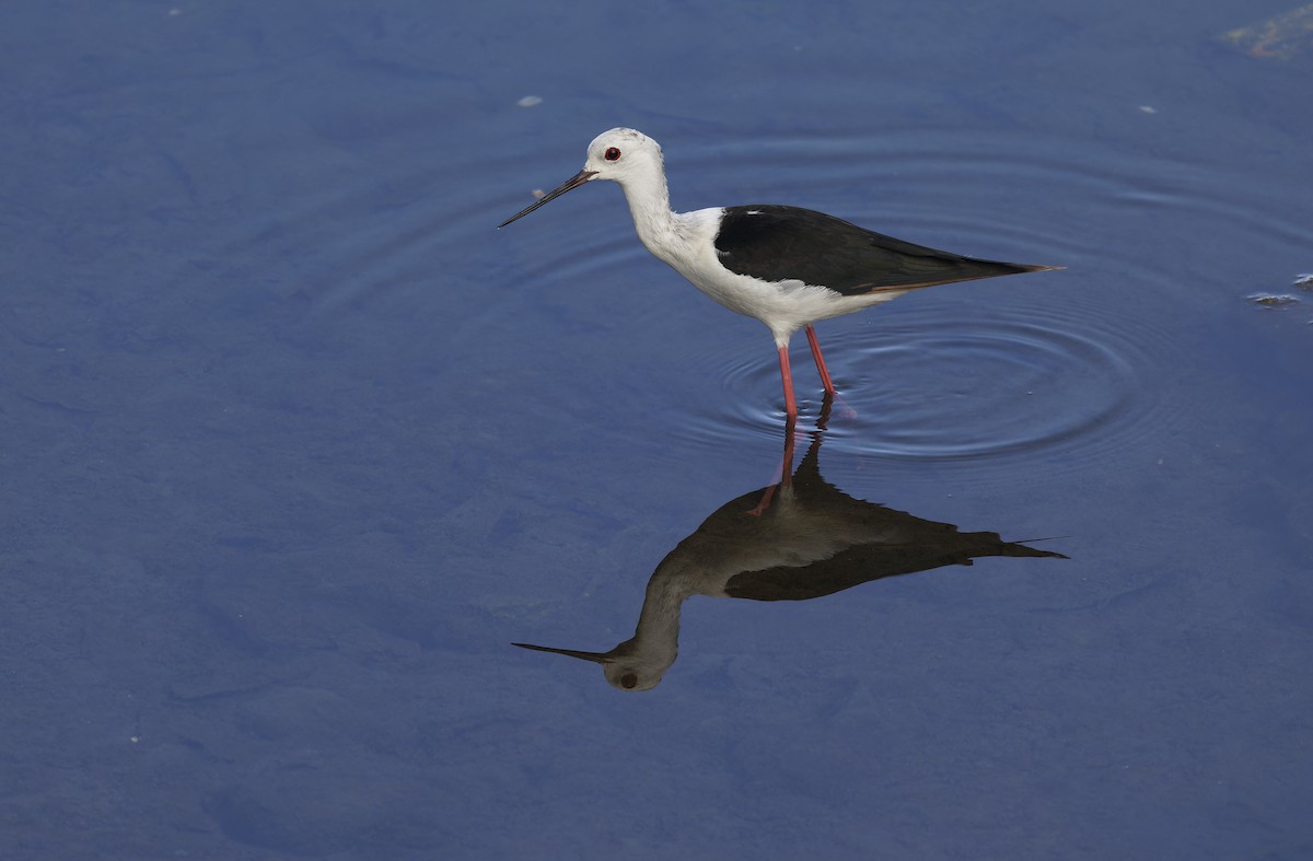 Black-winged Stilt - ML647449240