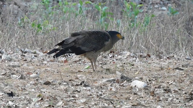 Culebrera Chiíla - ML647449244