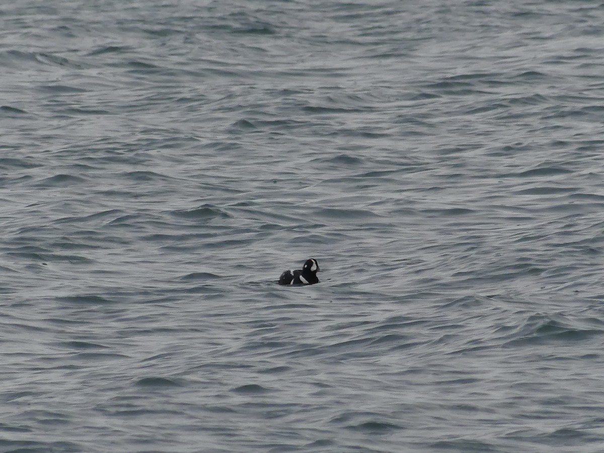 Harlequin Duck - ML647449253