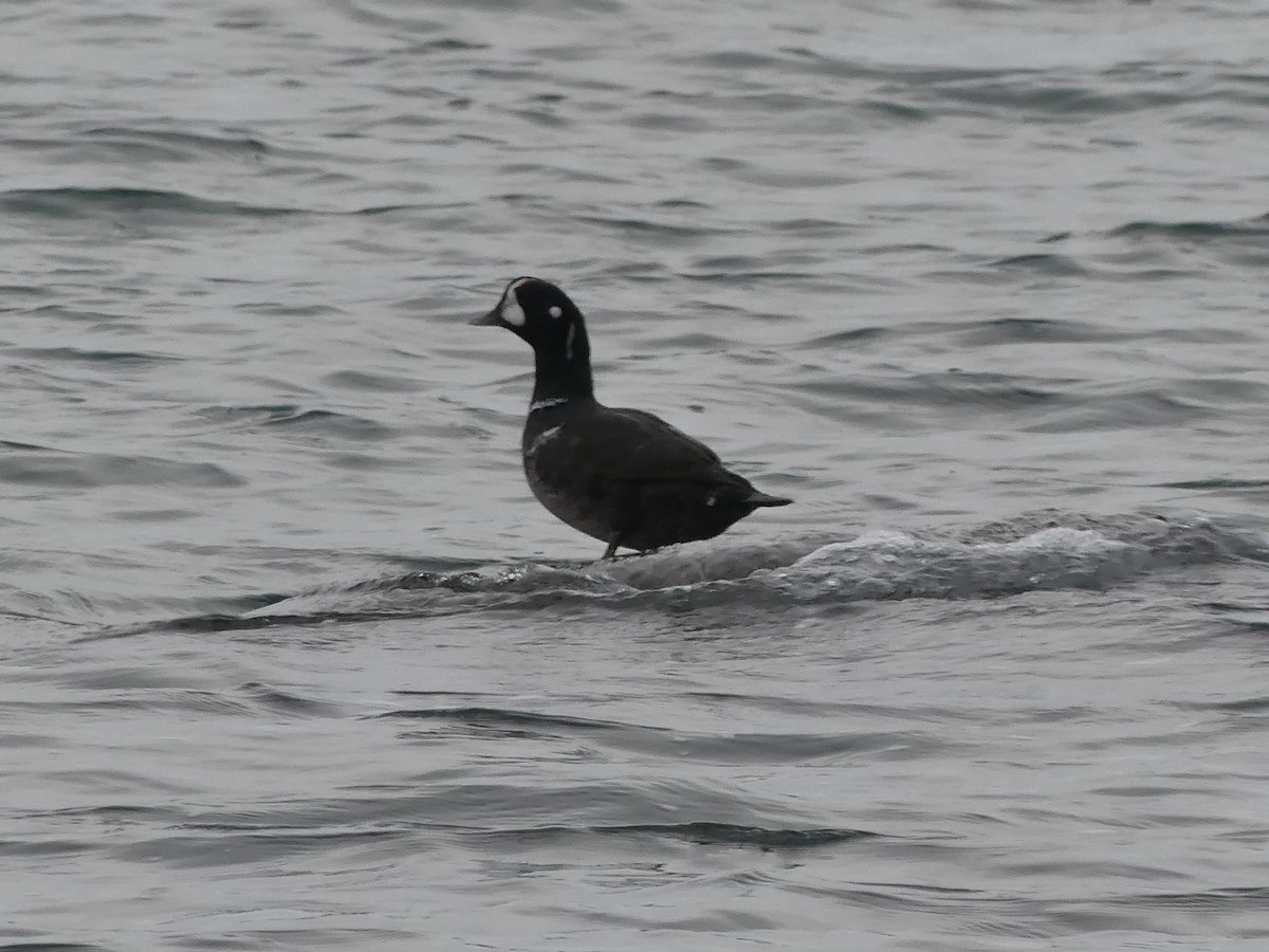 Harlequin Duck - ML647449254