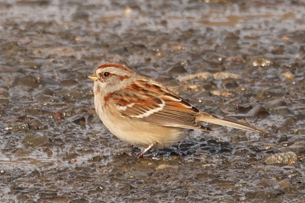 American Tree Sparrow - ML647449265