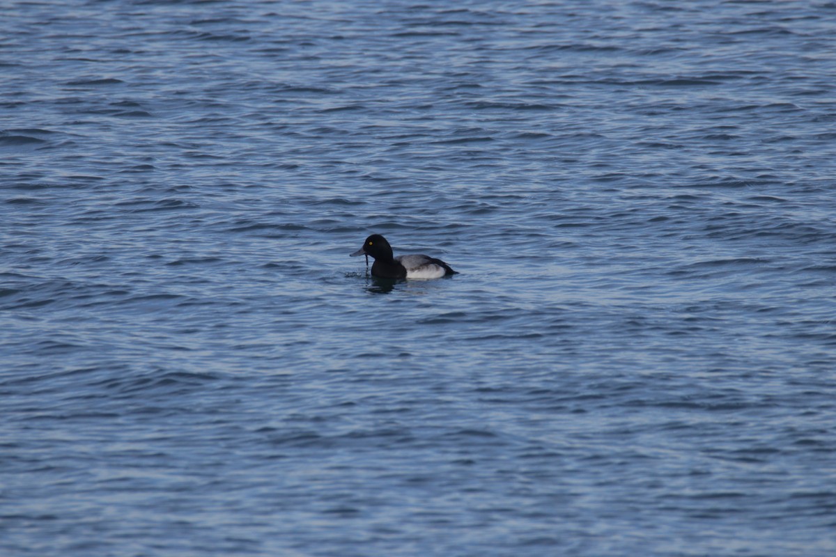 Greater Scaup - ML647449302