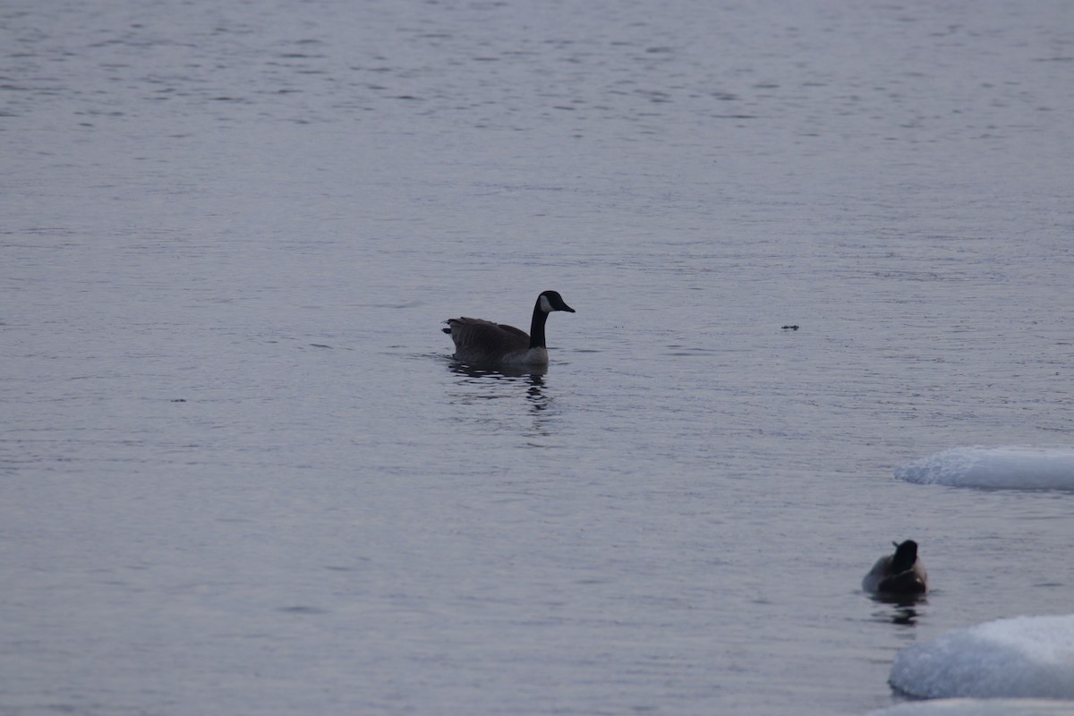 ברנטה קנדית - ML647449310