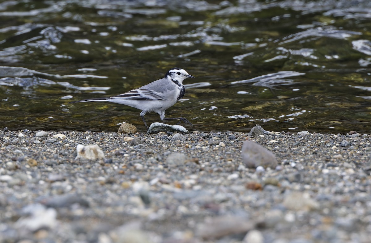 konipas bílý (ssp. ocularis) - ML647449333