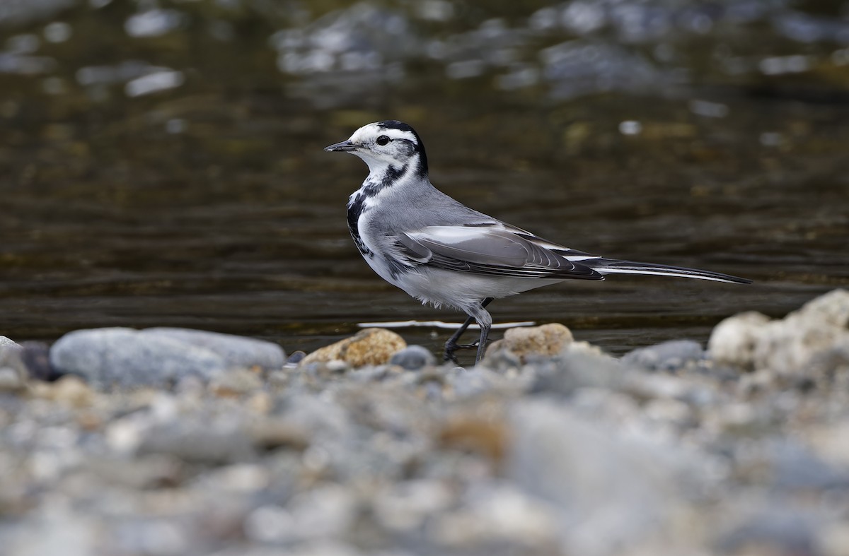 konipas bílý (ssp. ocularis) - ML647449336