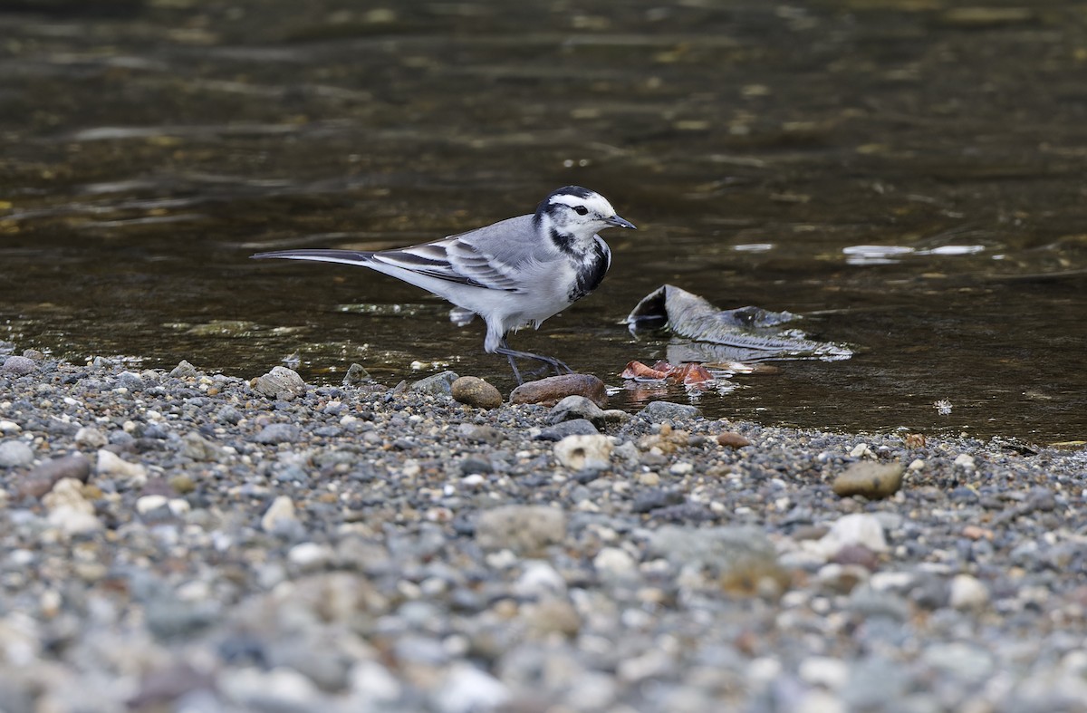 konipas bílý (ssp. ocularis) - ML647449337