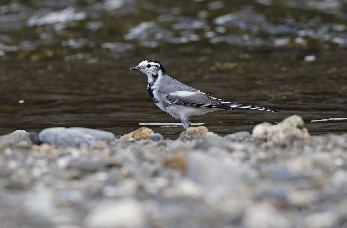 konipas bílý (ssp. ocularis) - ML647449340