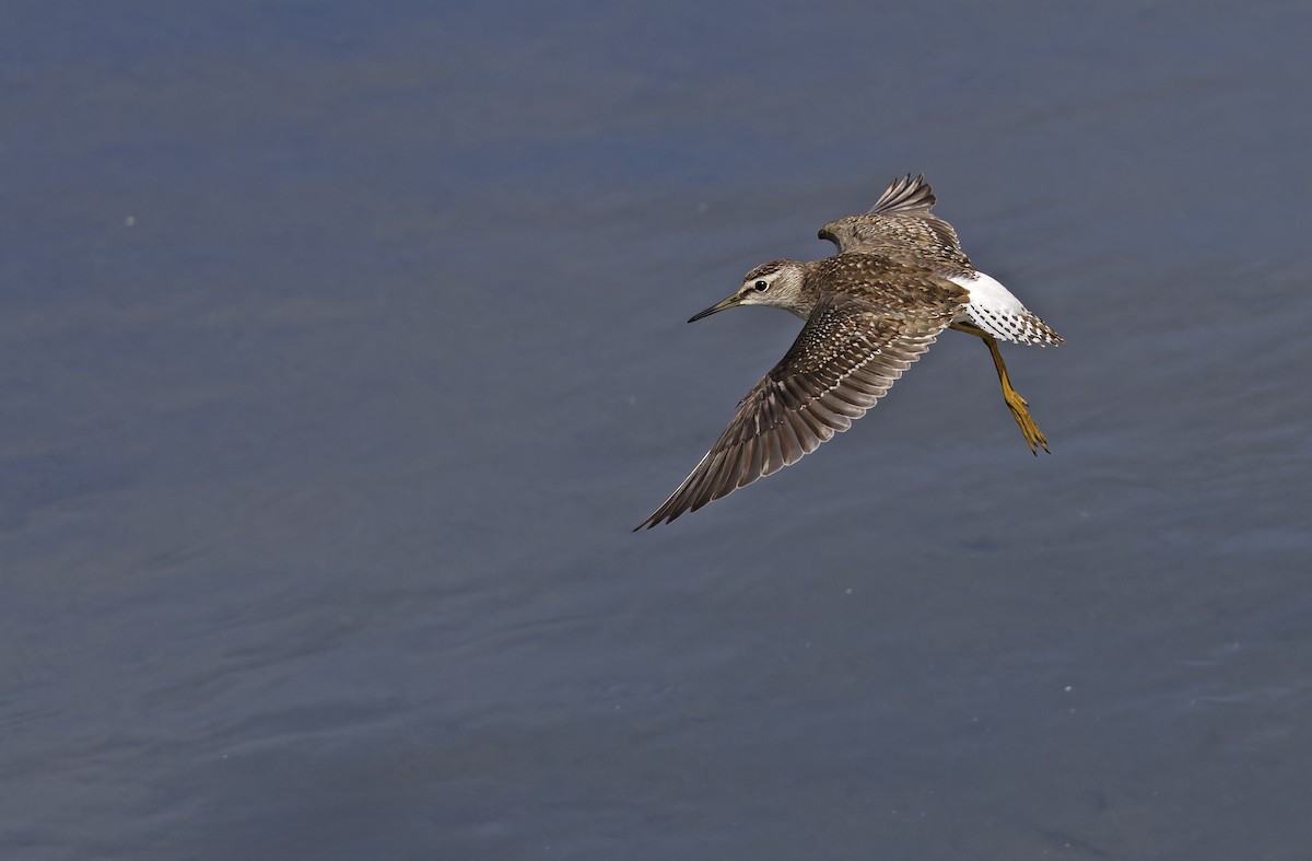 vodouš bahenní - ML647449350