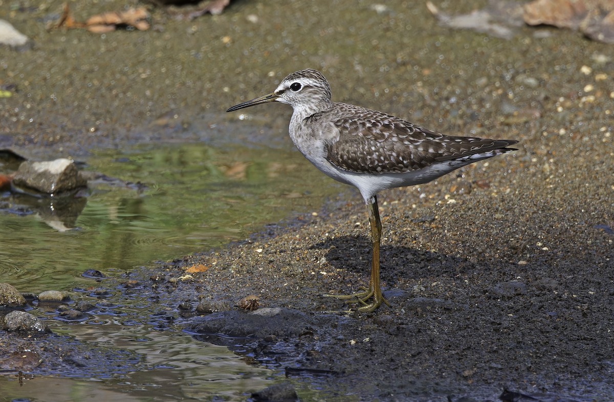 vodouš bahenní - ML647449351