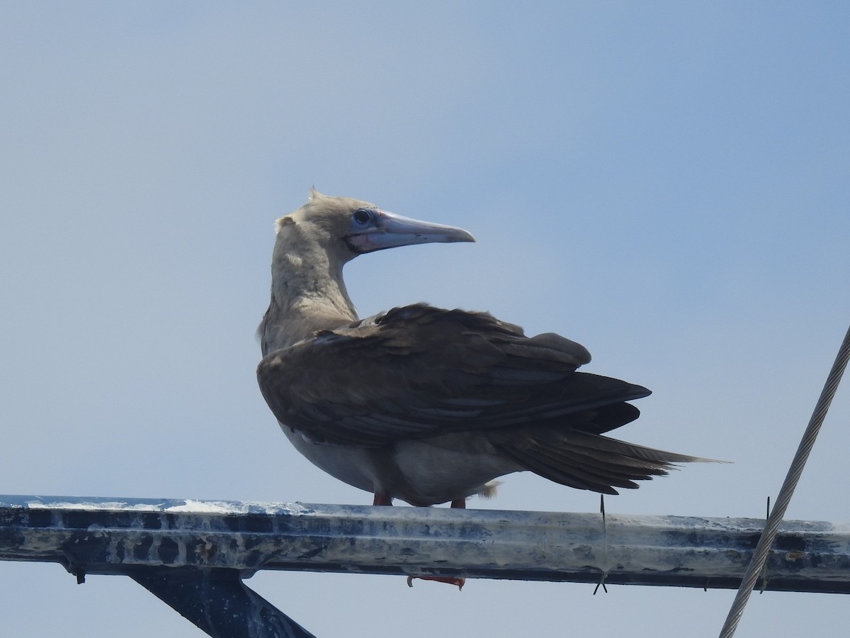 Сула червононога - ML647449353