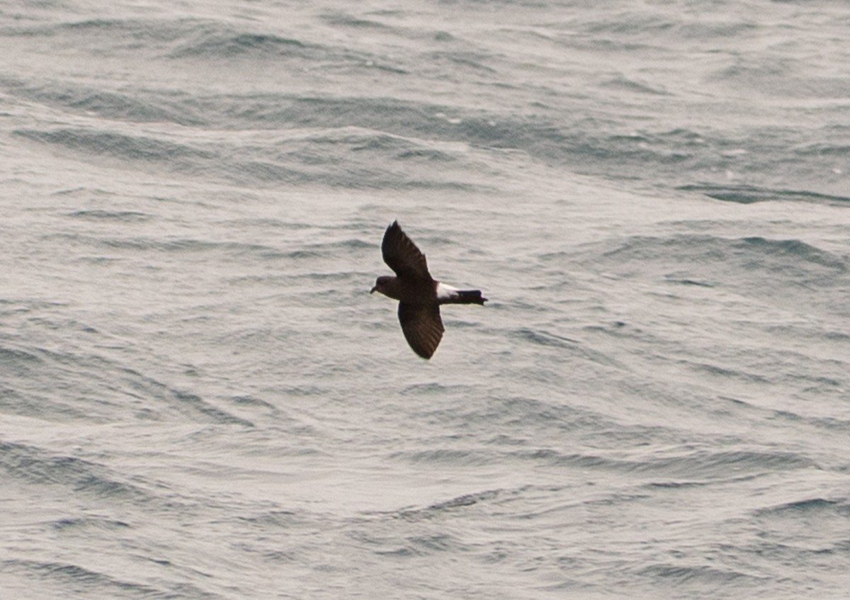 Океанник Вільсона - ML647449359