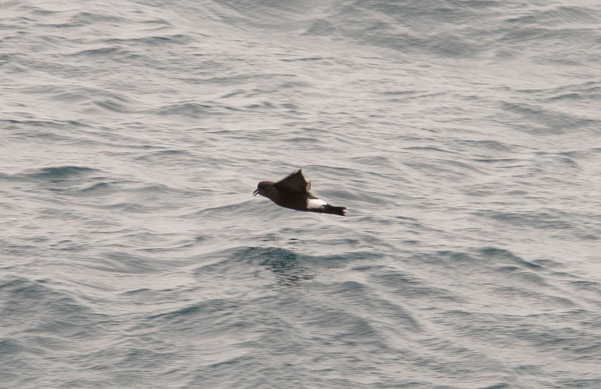 Океанник Вільсона - ML647449360