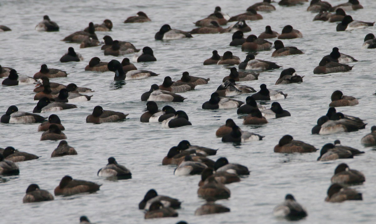 Greater Scaup - ML647449370