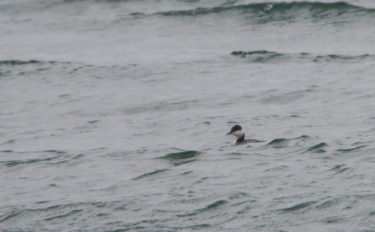 Horned Grebe - ML647449372