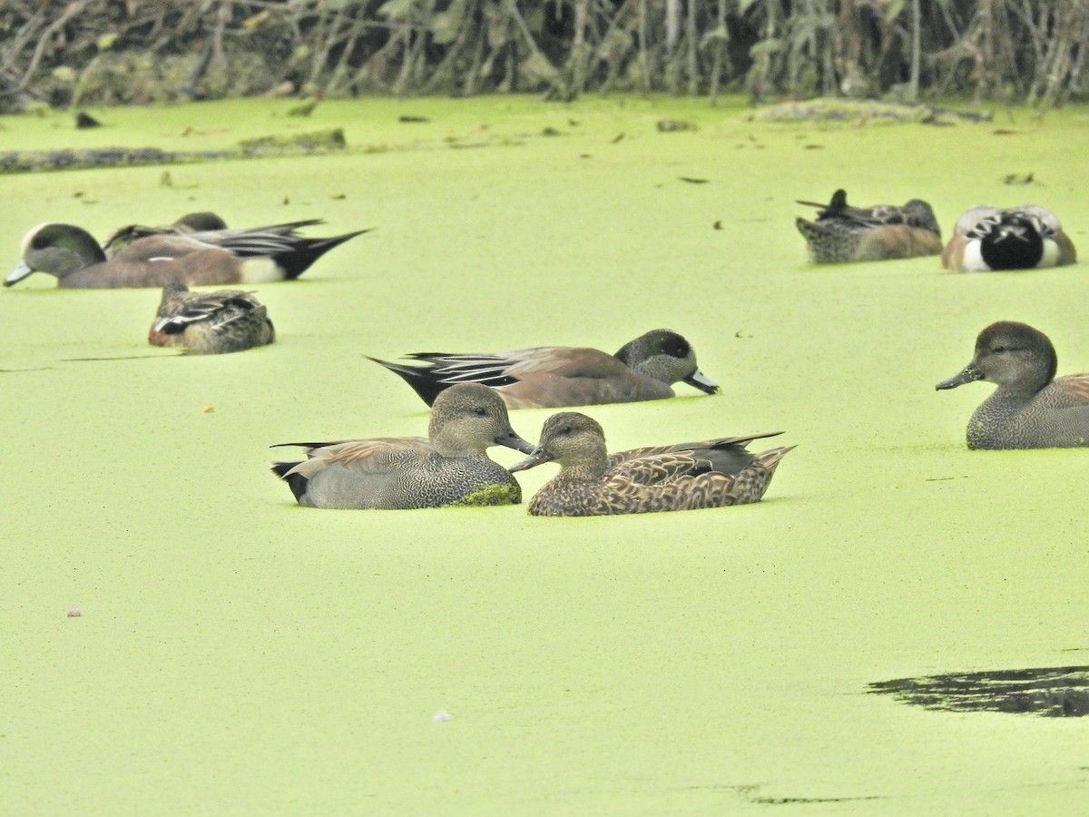 Ipar-ahatea - ML647449381