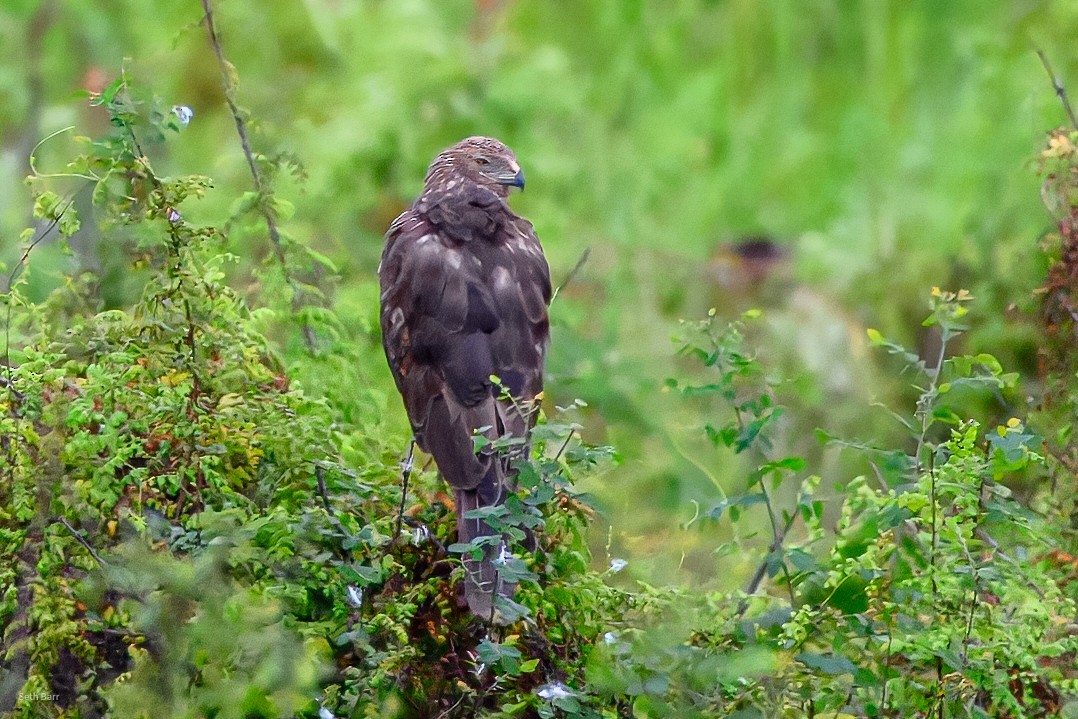 Eastern Marsh Harrier - ML647449391