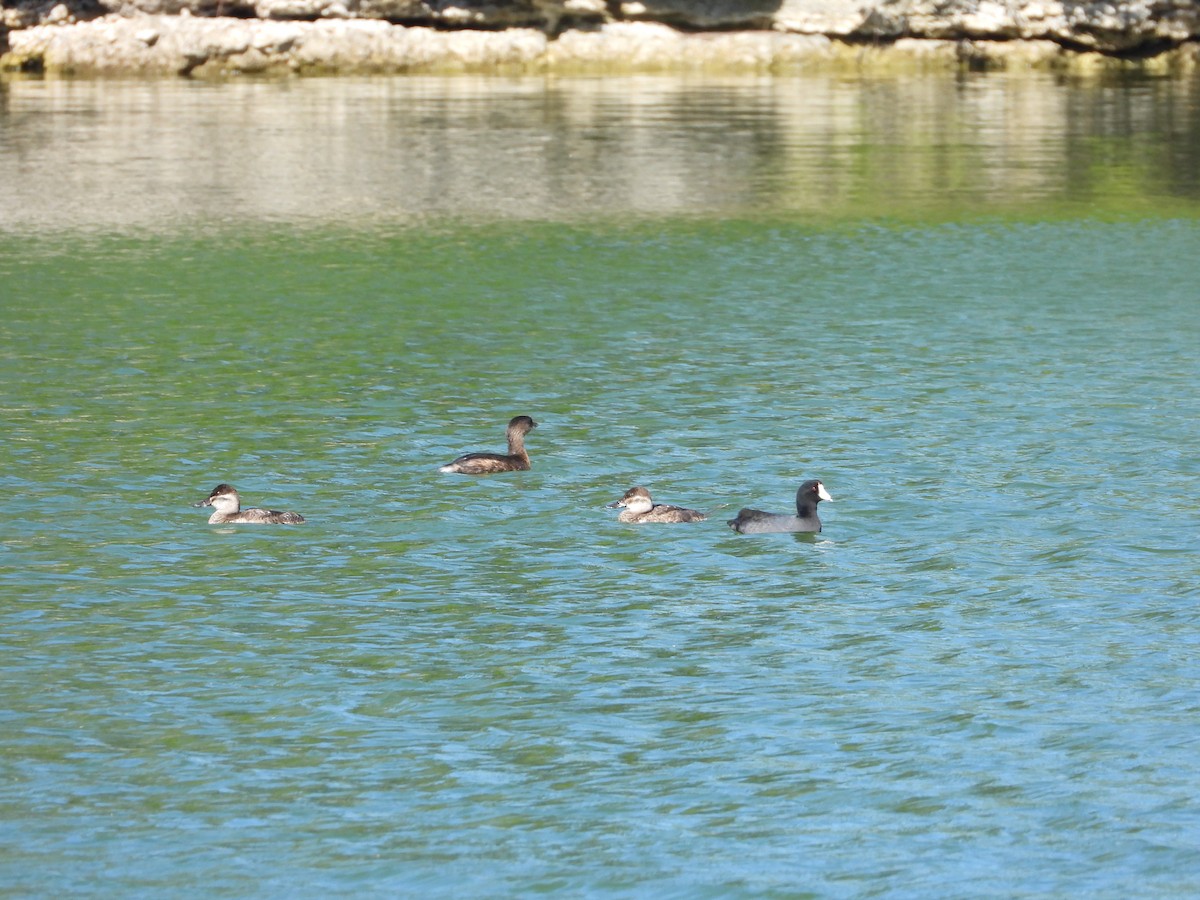 Савка американська - ML647449402