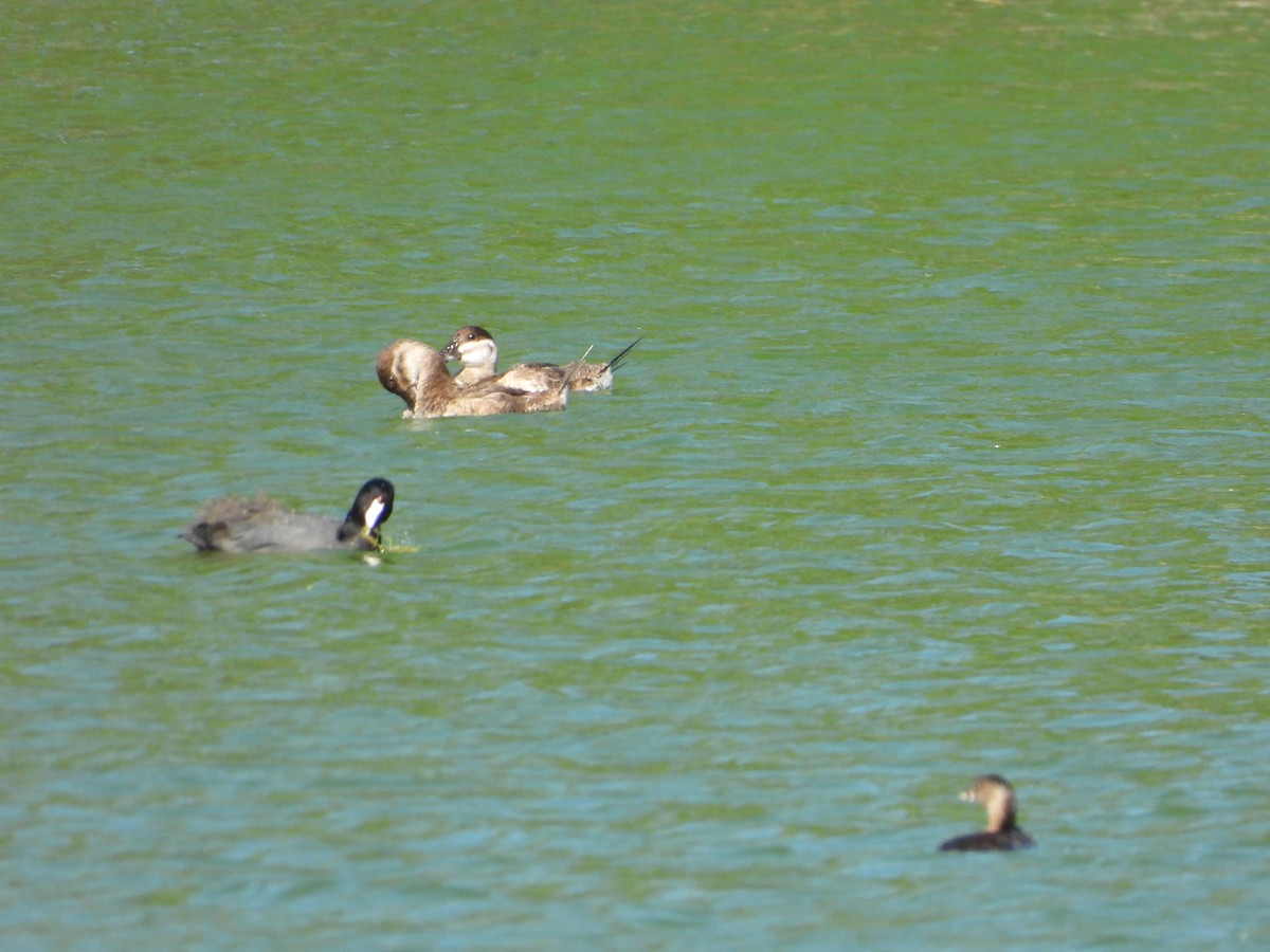 Савка американська - ML647449403