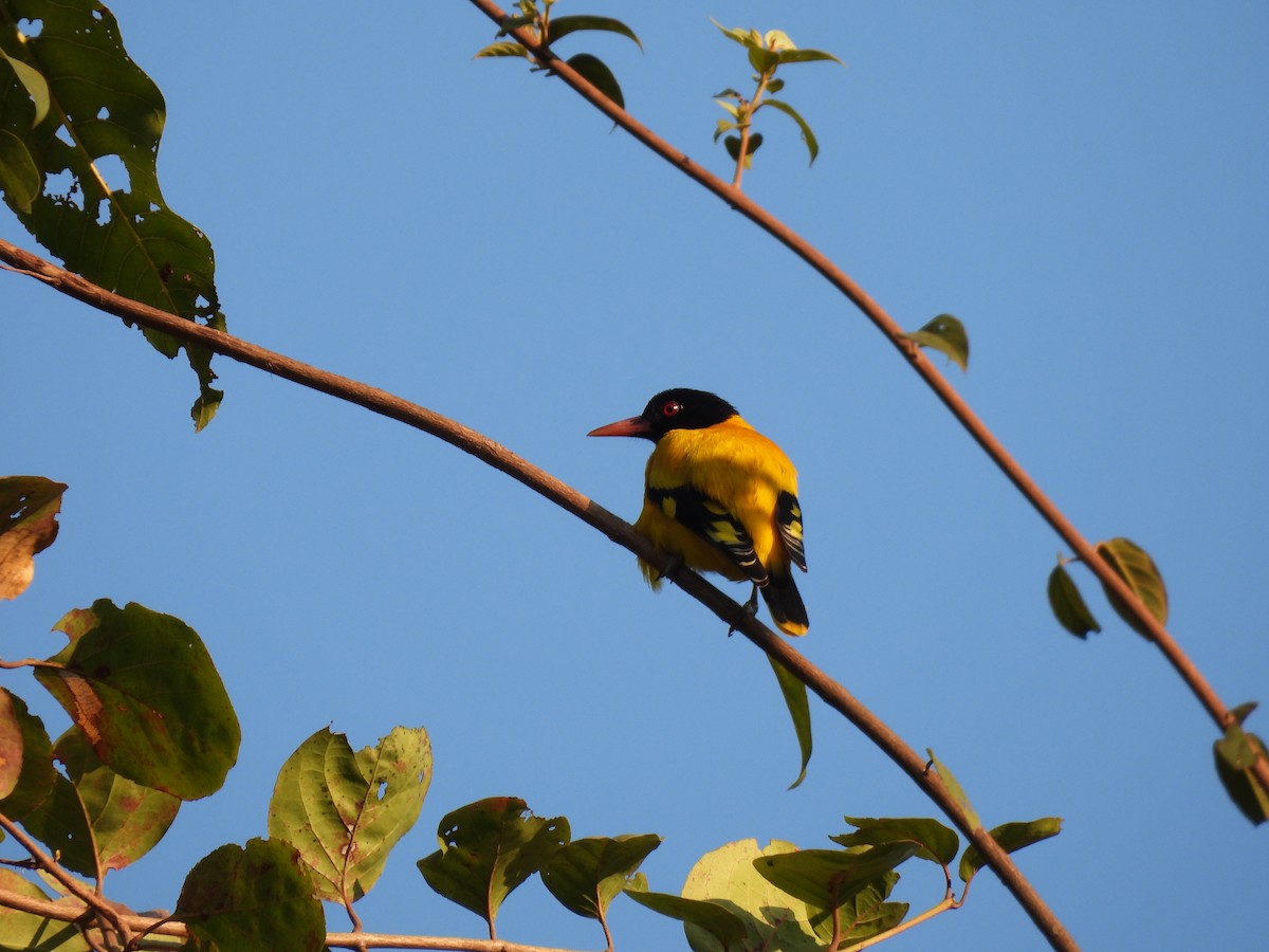 Black-hooded Oriole - ML647449404